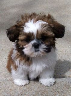 Shih Tzu  Puppy Breed for sale in Texas