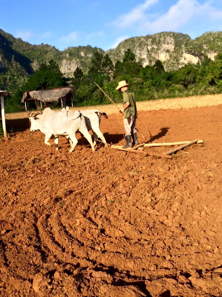 vinales