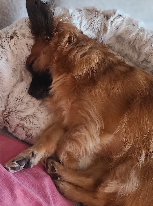 Rose sleeping soundly in the Furr Lap, Pet Lap Bed