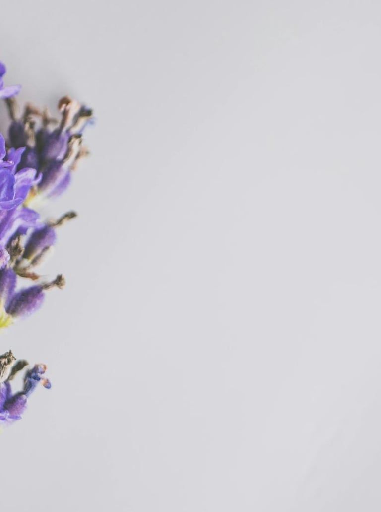 Close-up of blooming lavender flowers with purple petals and green stems.