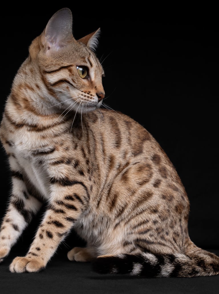 a cat sitting on a black background