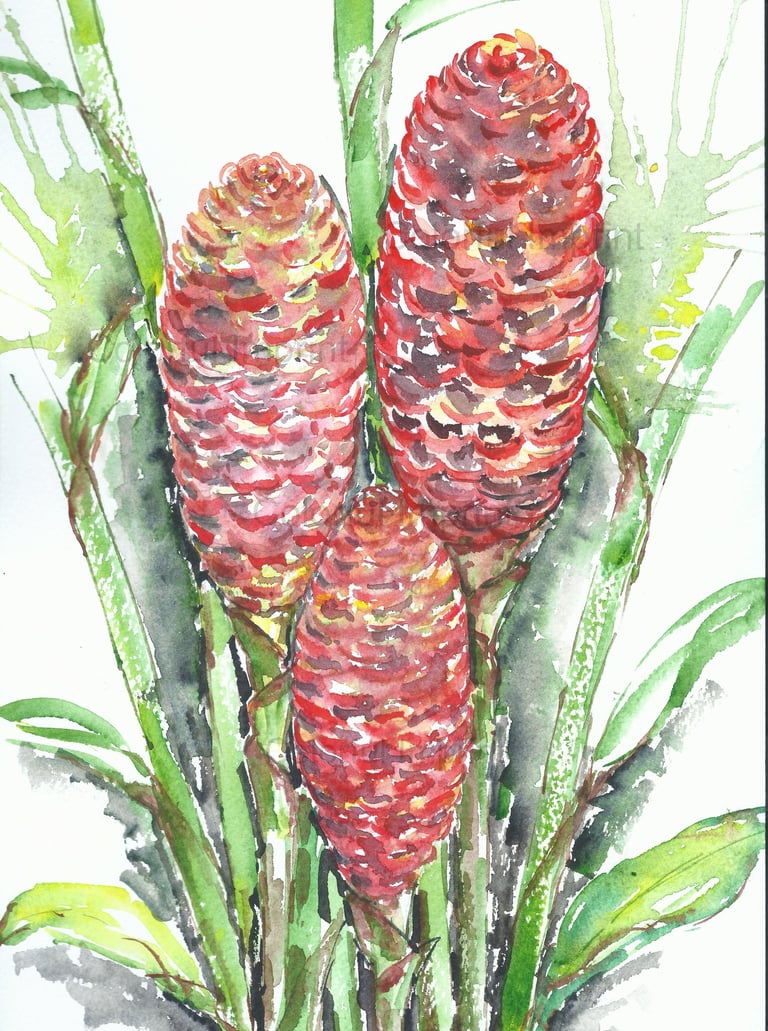 Botanical watercolor illustration of three red textured seed pods or beehive ginger flowers with vibrant green leaves.