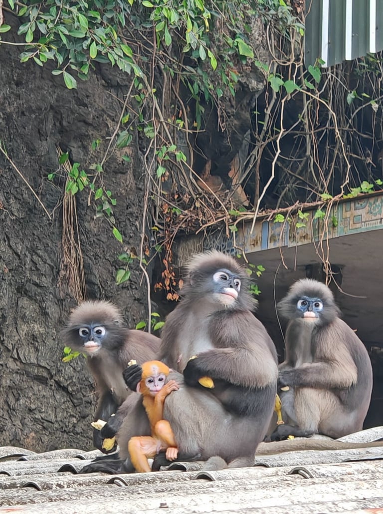 Langurs, singes à lunettes, Chumphon