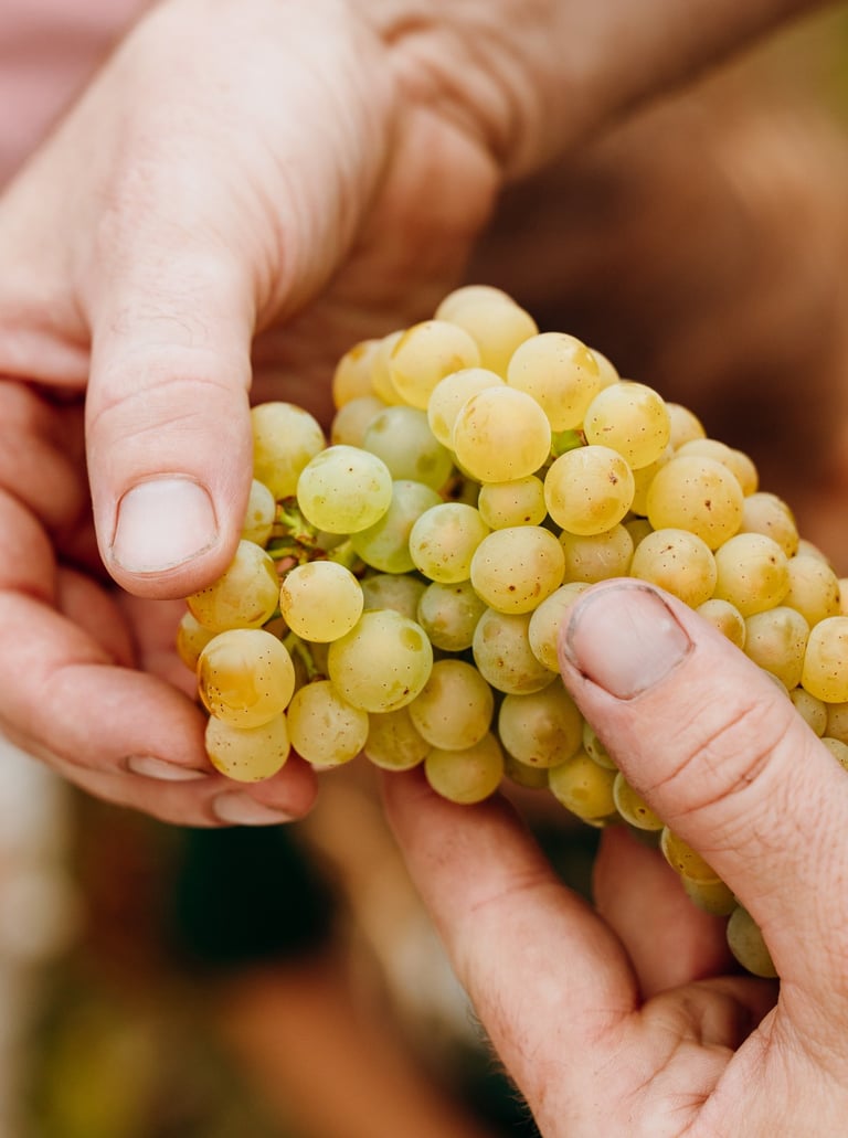 Raisin Vendanges 2025