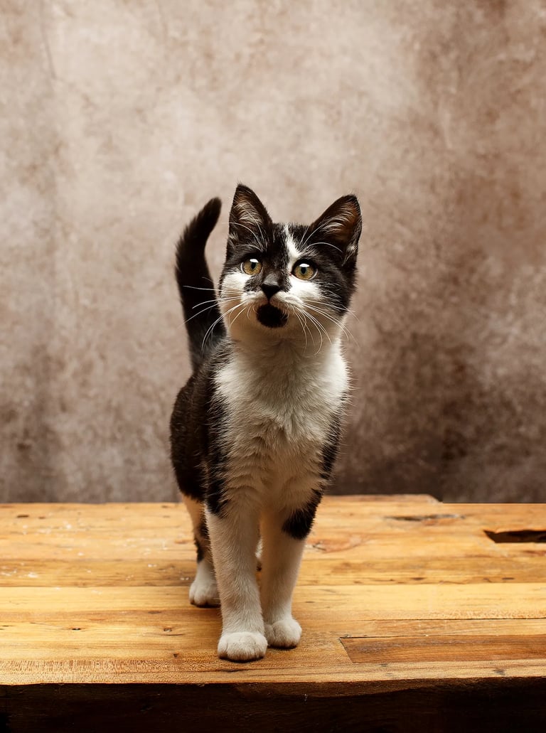 une photo d'un chat noir et blanc