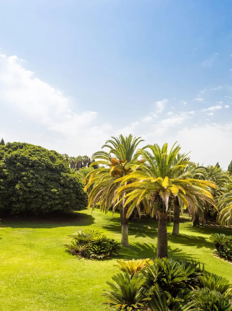 Palm-filled gardens with expansive green lawn