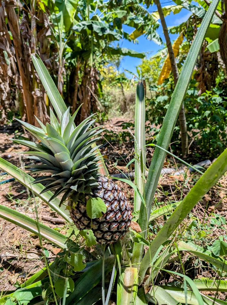a pineappled on a tree in a tropical setting of the AAK farm