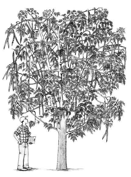 Moringa Tree Quality Check by iKheti Grow Moringa Drumstick farming AgriVaidic