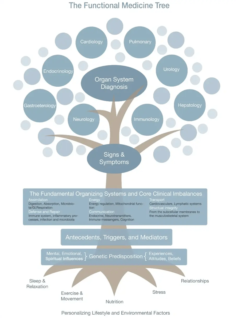 Image of functional medicine tree chart