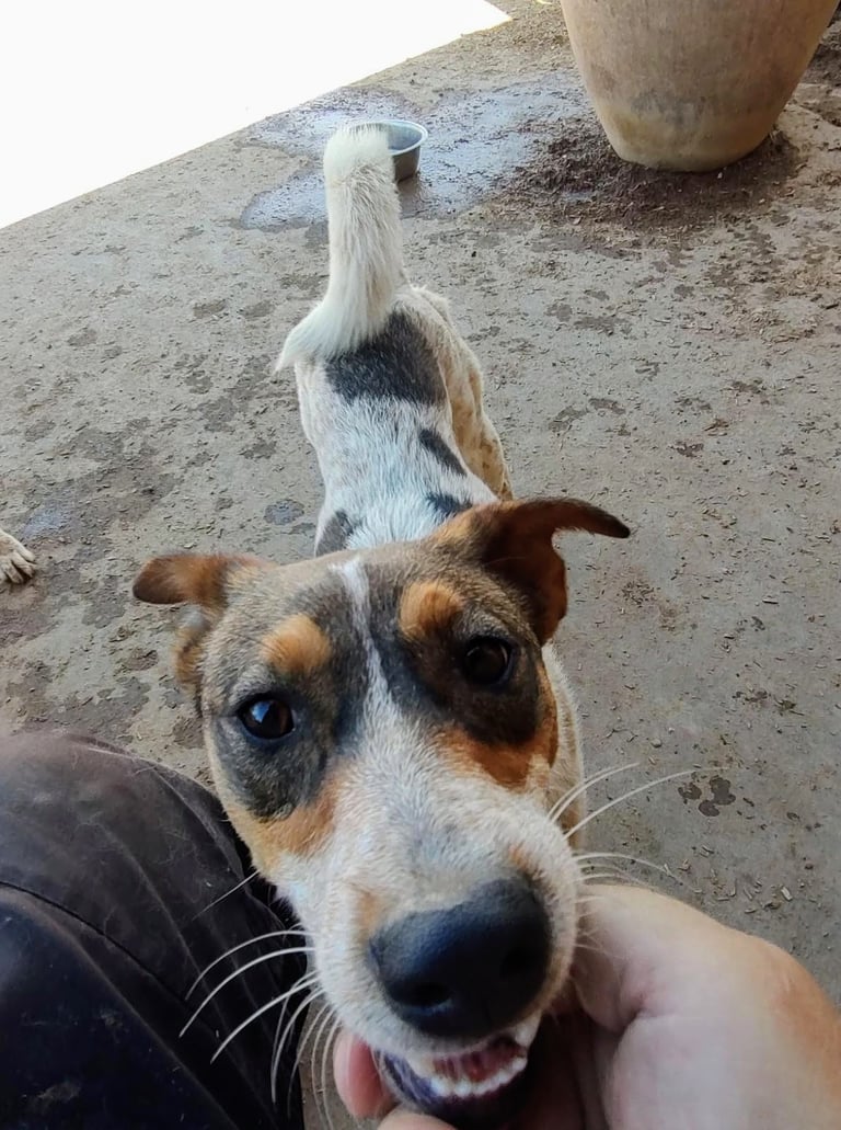 adoptable happy female dog, Heeler x, GIDGET, Albuquerque, NM New Mexico desertpawsnm.org