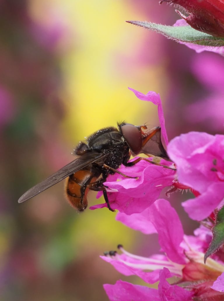 Photography of the common snouted hoverfly on a flower Rhingia campestris