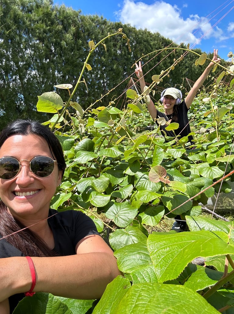 Temporadas de frutas en Nueva Zelanda: thinning de kiwis