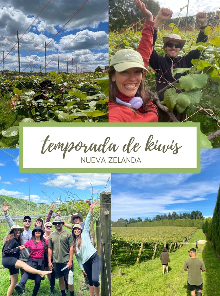Trabajar en la temporada de kiwis en Nueva Zelanda