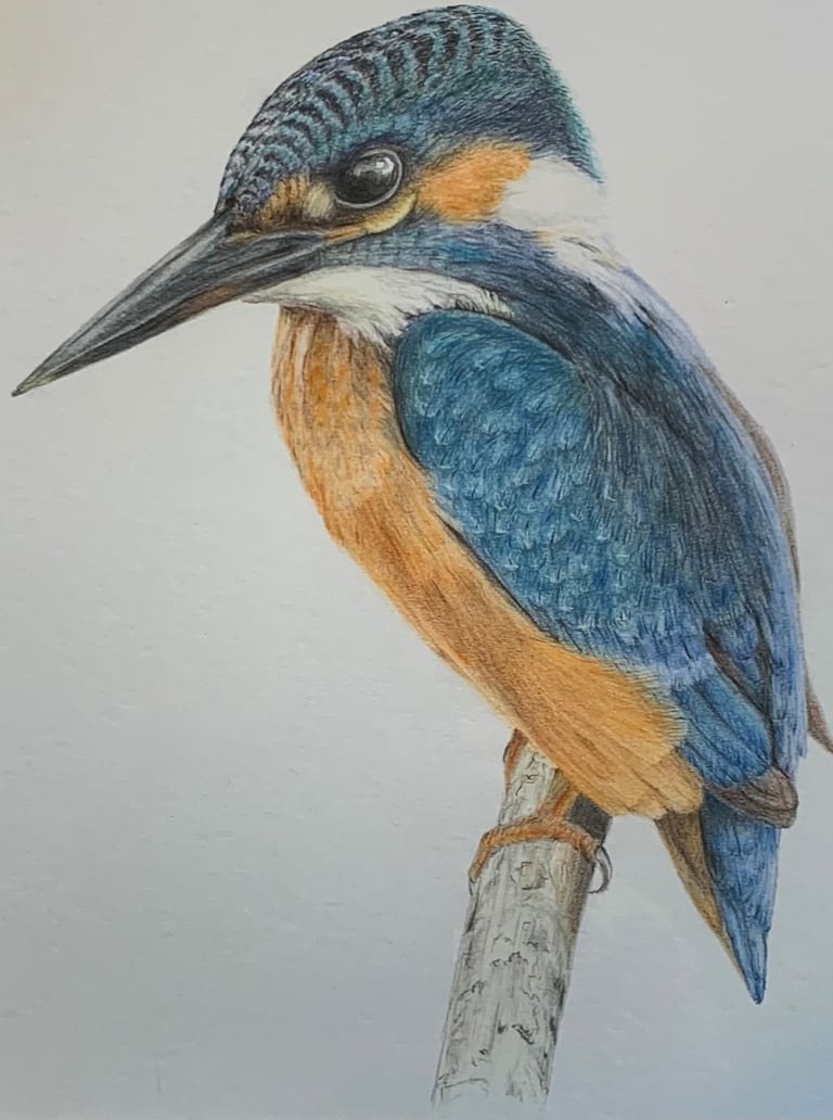 Kingfisher