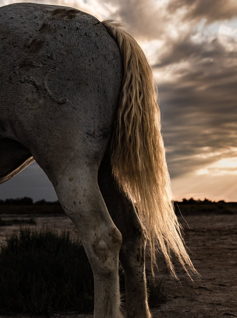 ethereal horse movement fine art photography Laura Mommicchi