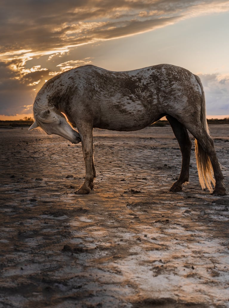 ethereal horse movement fine art photography Laura Mommicchi