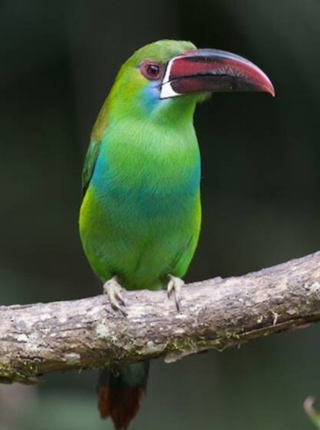 Un tucan esmeralda en la reserva
