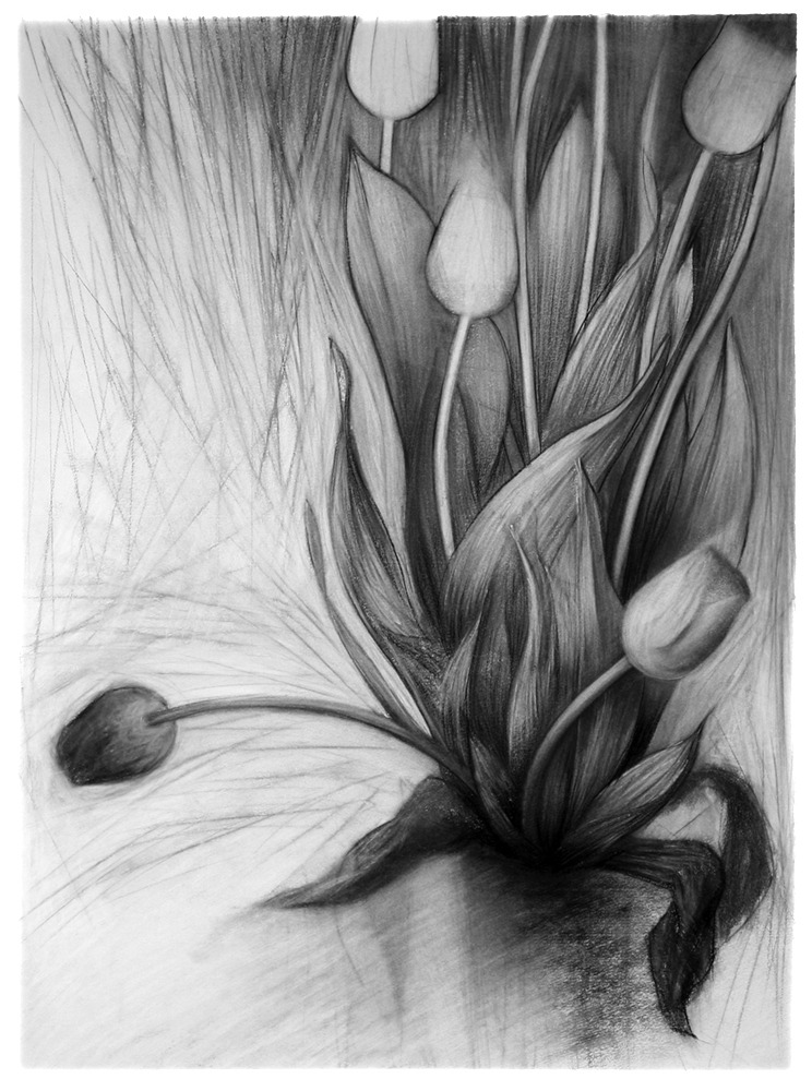 a black and white drawing of tulips