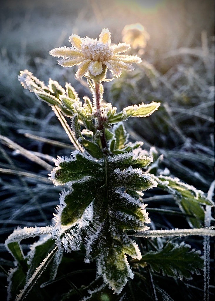 Mit Frost überzogene Blume im Winter