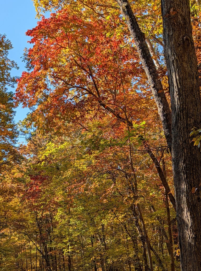 Colorful autum tree in Carolina North Forest Chapel Hill North Carolina