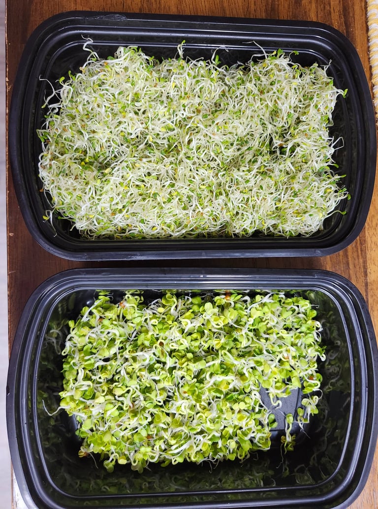 Containers with healthy sprouts, emphasizing the benefits growing your own nutritious food at home