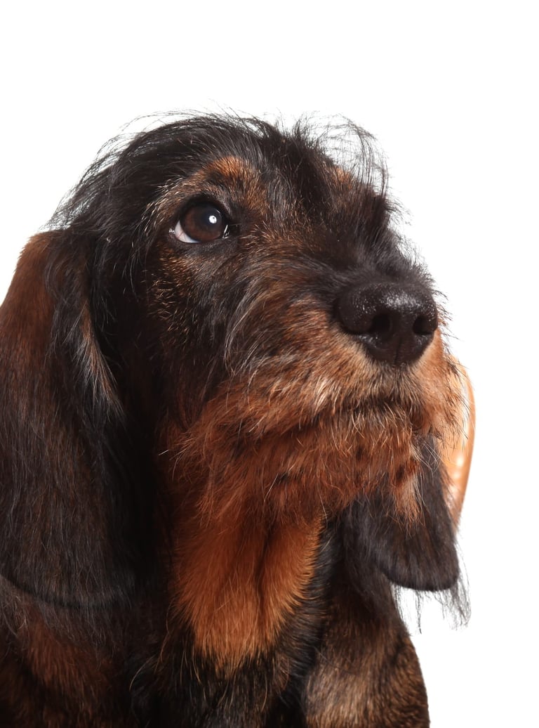  TKEL veterinario a domicilio  en Espartinas Sanlúcar umbrete olivares salteras valencina de la concepción tomares Gines Borm