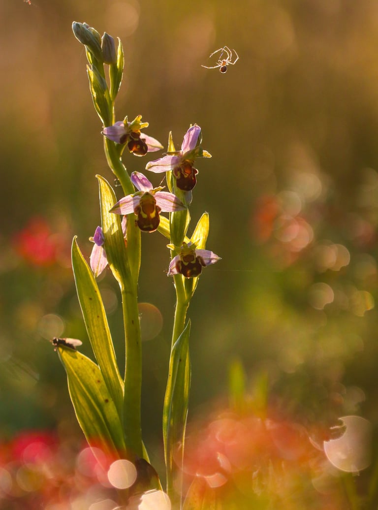 Bienen-Ragwurz professionelle fotografie von sebastian brandt