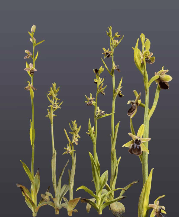 orchideenmodelle von sebastian brandt Bienen-Ragwurz (Ophrys apifera), Kleine Spinnen-Ragwurz (Ophry