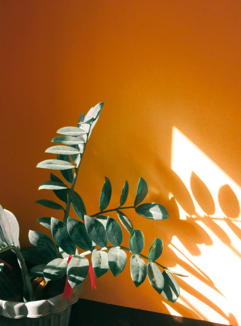 ZZ plant basking in direct sunlight