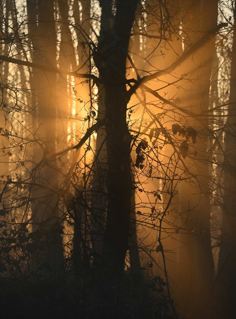 Golden hour in the woods