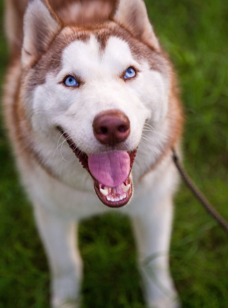 a dog is standing in the grass with its tongue open