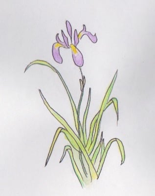 An Iris sketched by Steve in St John's Lodge Gardens, Regents Park, London