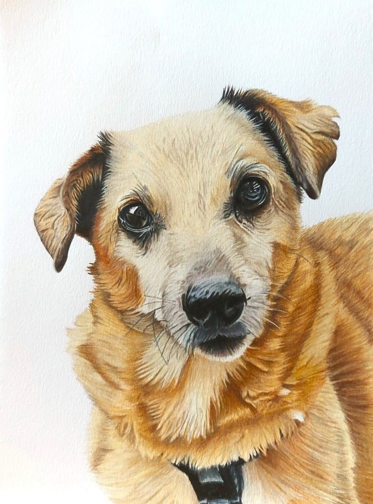 Realistic hand drawn pet portrait of a small cream dog
