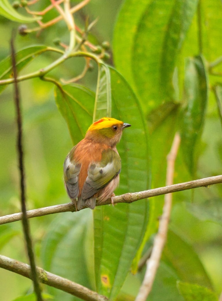 Birdwatching Photography Manu National Park