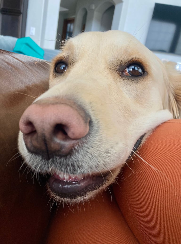 Wheat colored golden retriever smiles with head on lap and sofa.