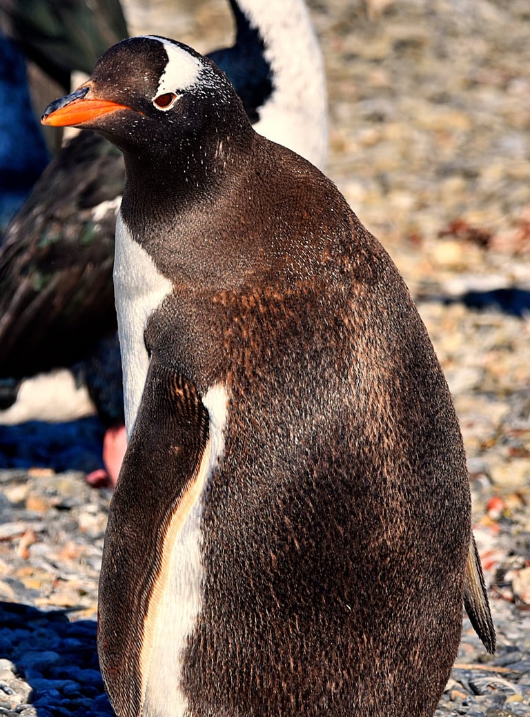 Curious Penguin on Penguin Island in the Beagle Channel