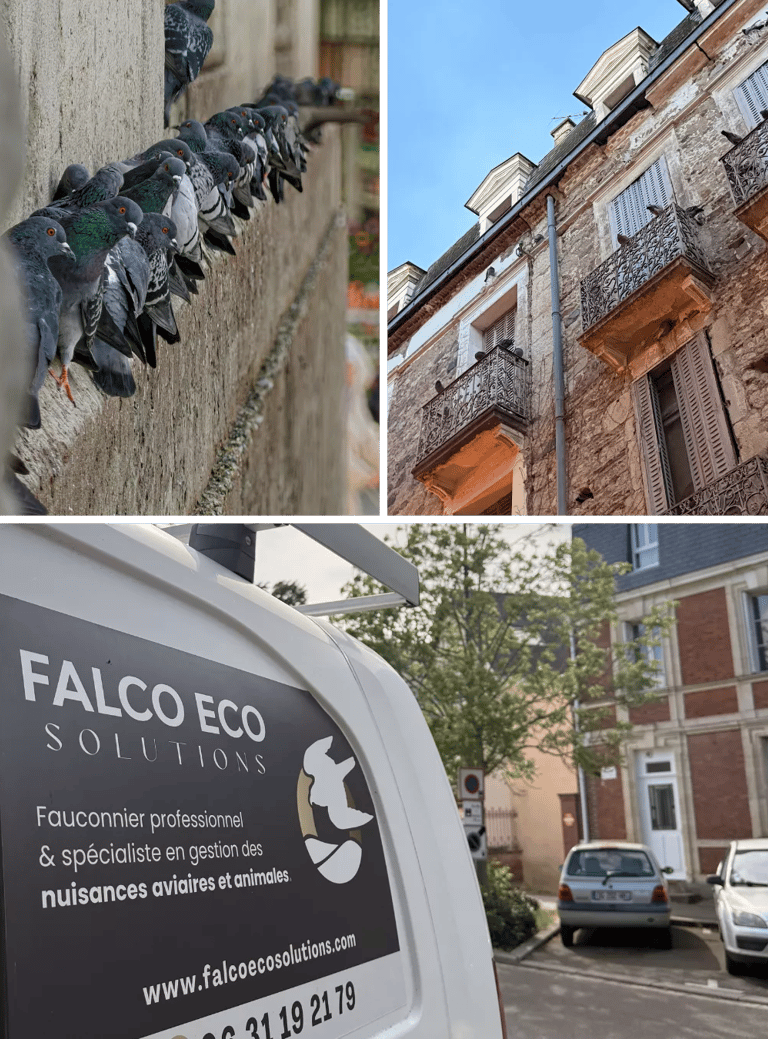 Ensemble de photos prises en intervention de dépigeonnage partout en France