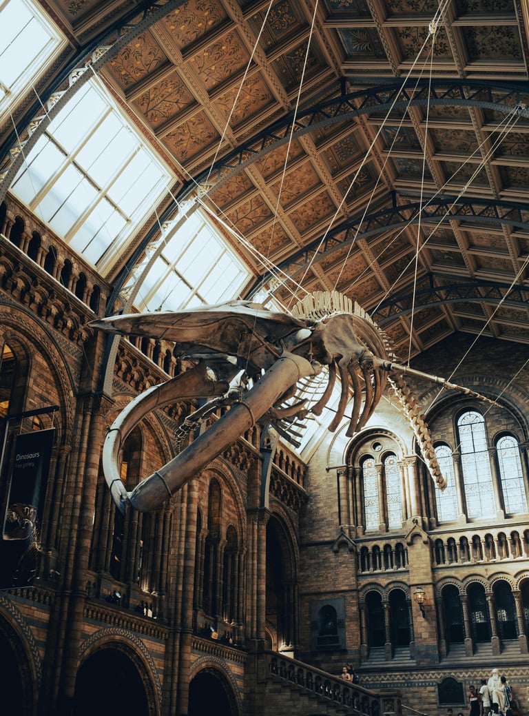 Natural History Museum – Grand interior with a suspended whale skeleton.