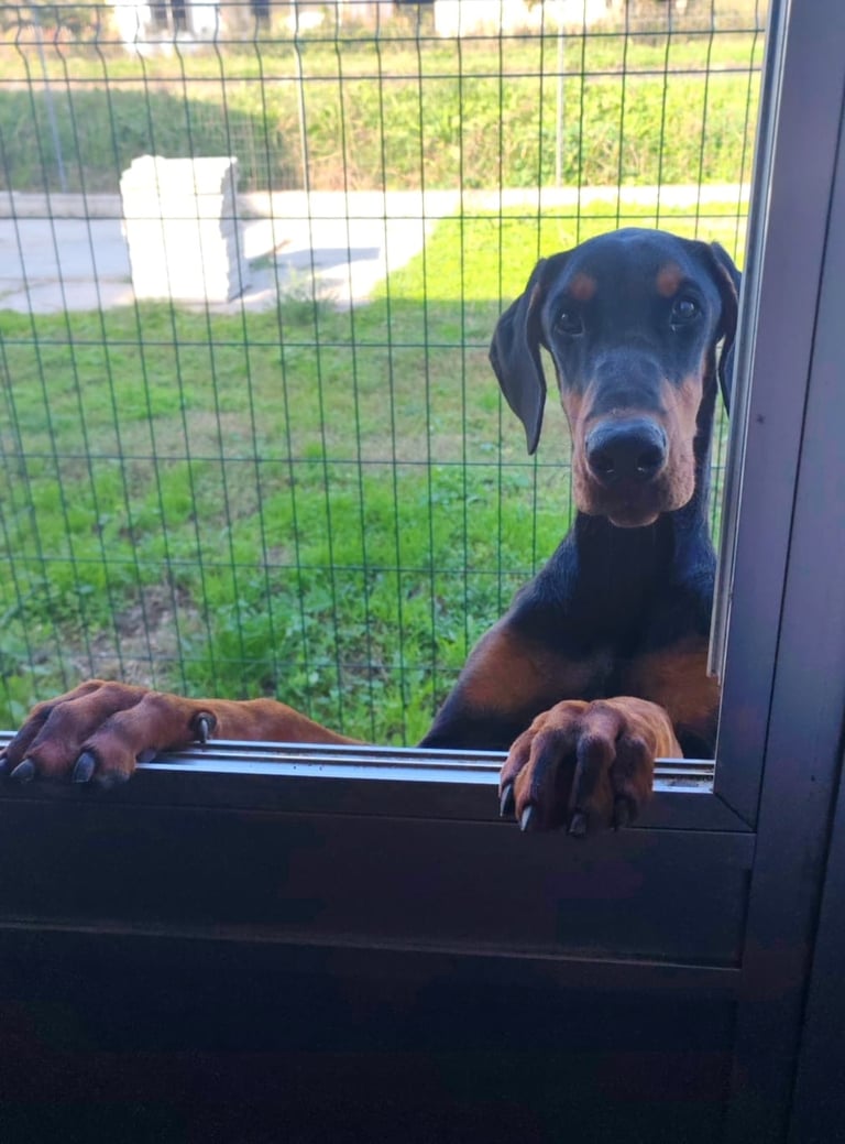 cucciola dobermann nero focato Vicenza Veneto