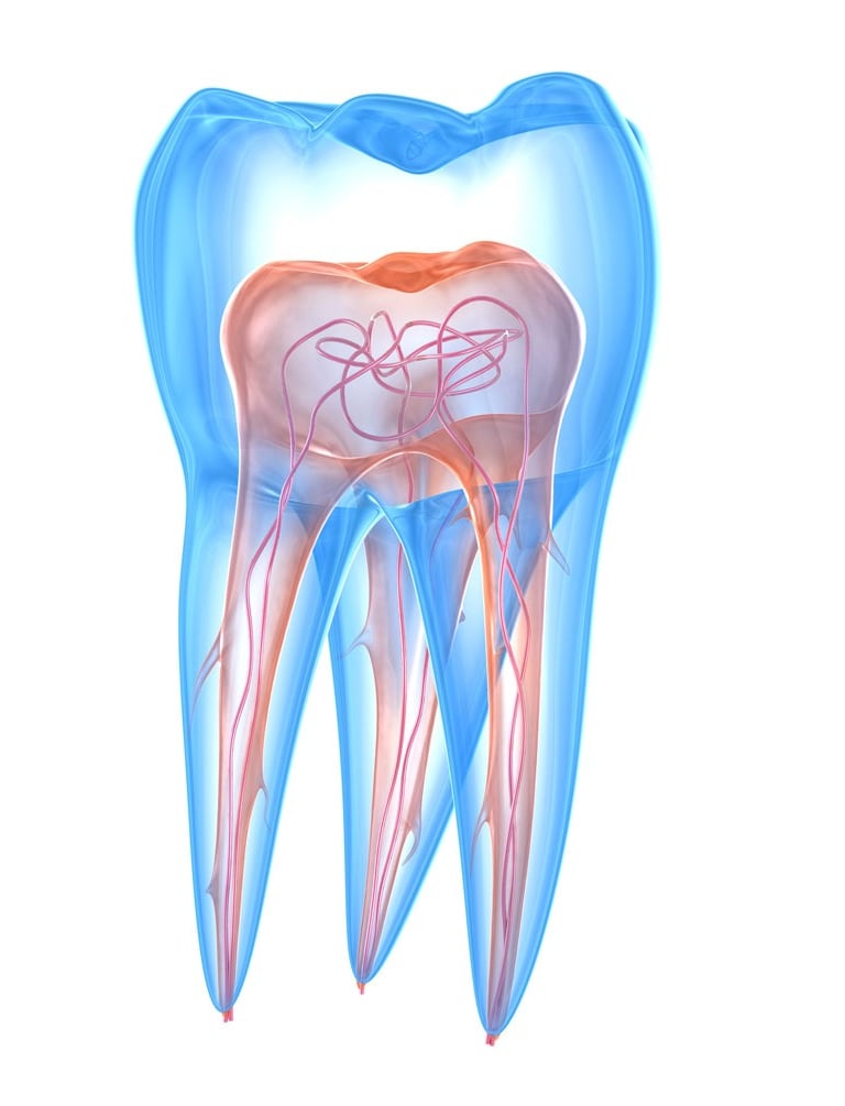 Dente-anatomia-gambara