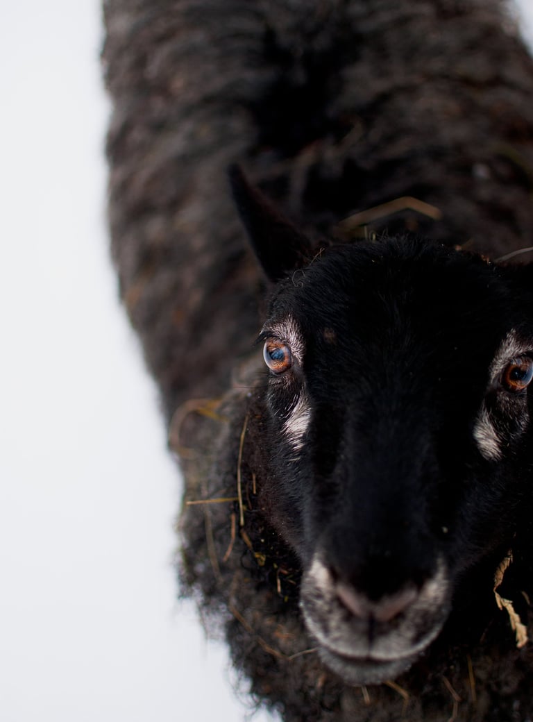 Gotland ewe sheep unshorn