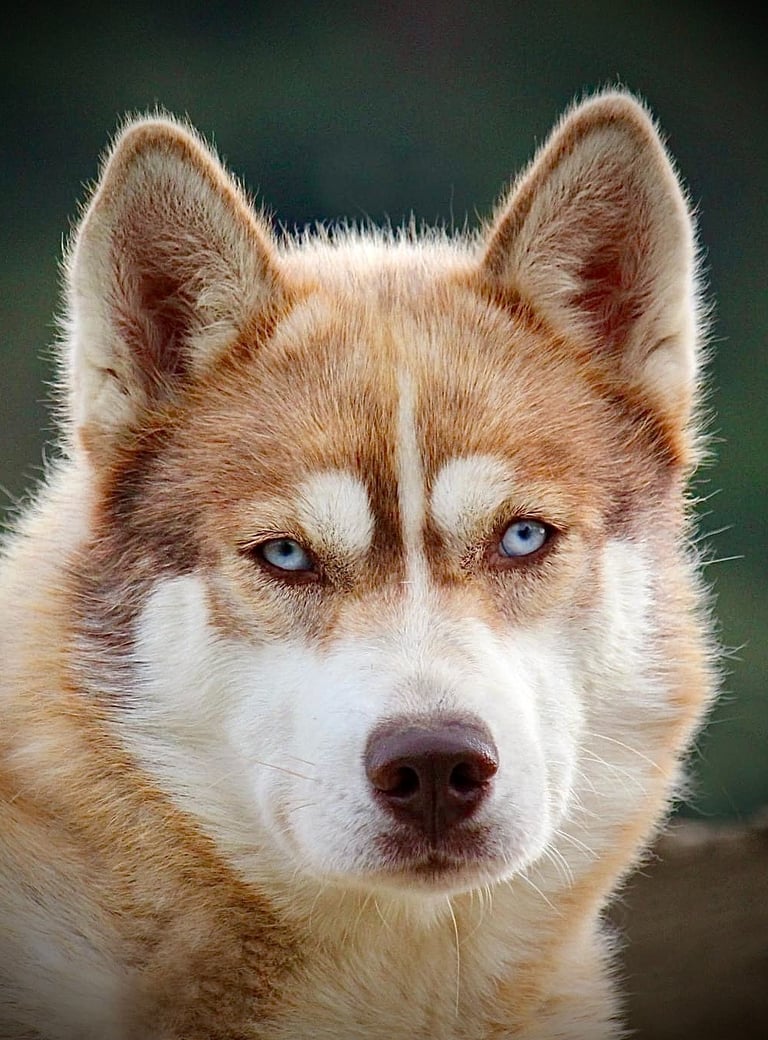 Husky-Erlebnisse, Husky-Ausfahrten, Husky-Trekkingtouren, Husky Abenteuer, Dietfurt, Bayern