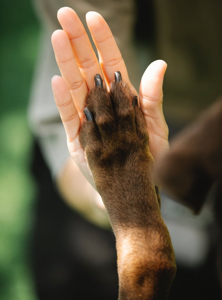 a dog paw paw paw paw paw paw paw paw paw paw paw paw paw paw