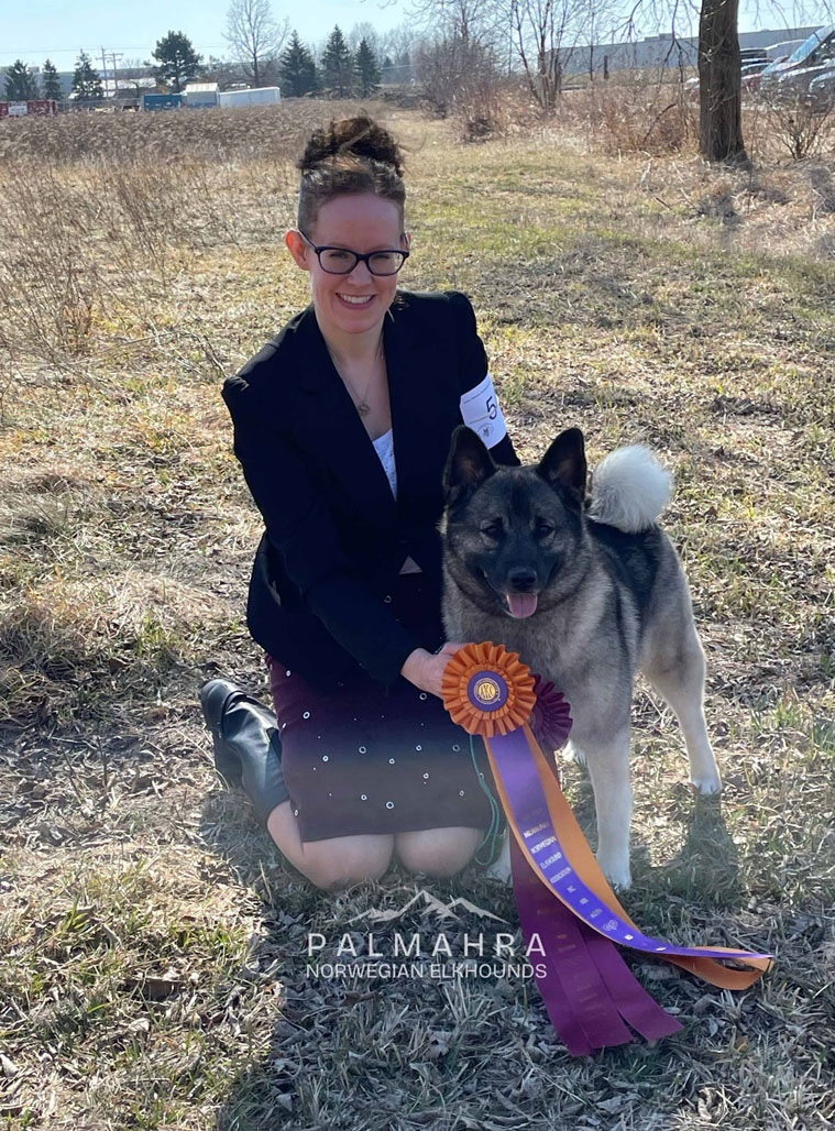 Handler with Norwegian Elkhound and winning rosettes