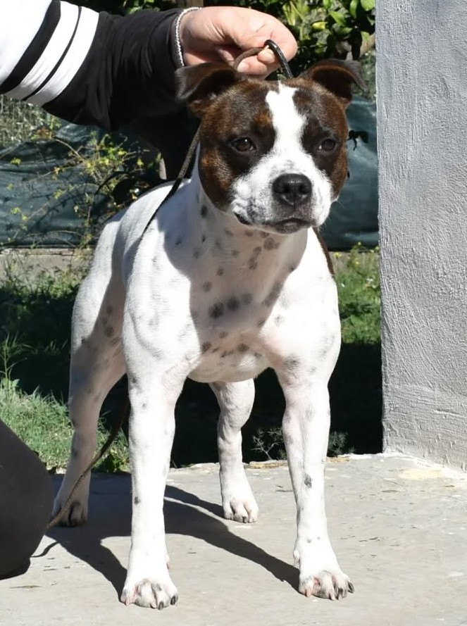 Femmina Giovane Staffordshire bull terrier bianco e tigrato pedigree enci e test Genetici