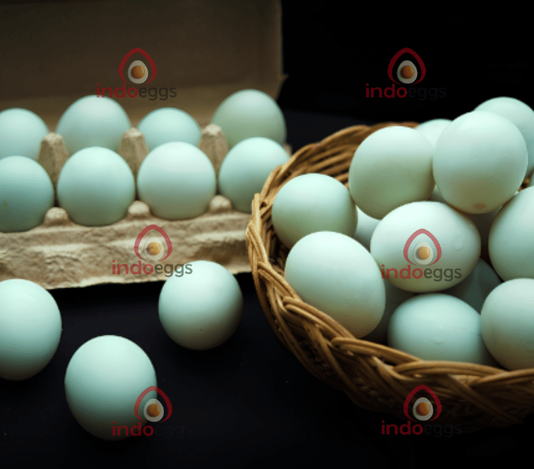 fresh duck egg from free range farm