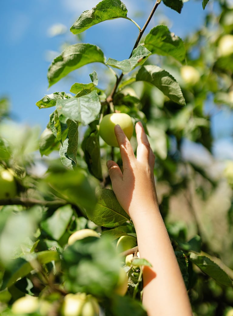 kinderhand plukt groene appel uit boom