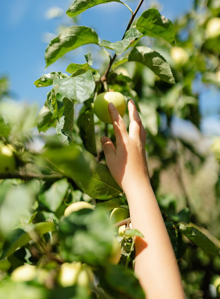 kinderhand plukt groene appel uit boom