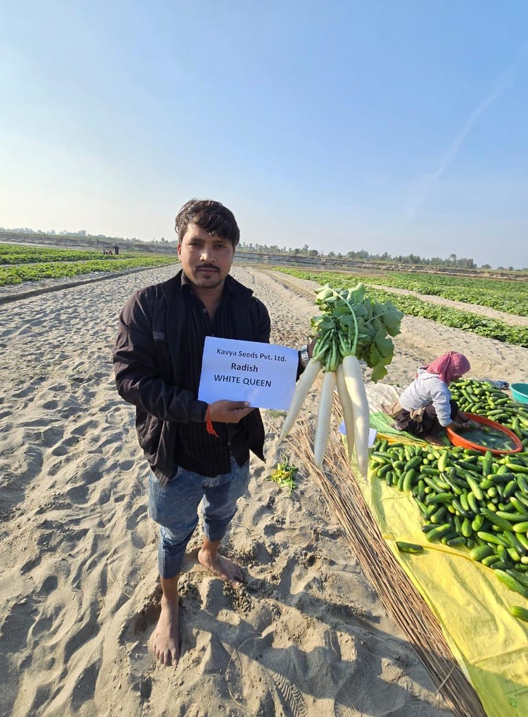 Farmer holding freshly harvested Kavya Seeds White Queen radishes in a sandy vegetable field.