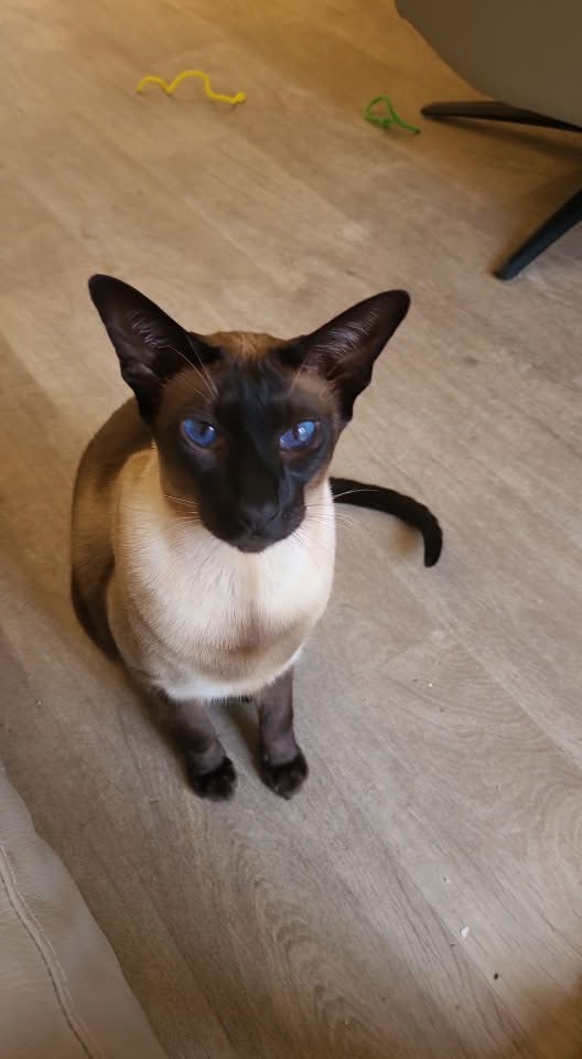 SEAL OINT SIAMESE MALE  - AVAILABLE FOR ADOPTION NOW